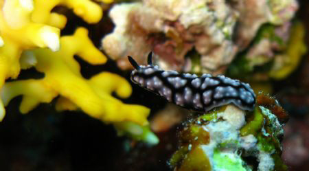 I did not like to enter another nudi but what a great "st... by Hubert Kruschina 